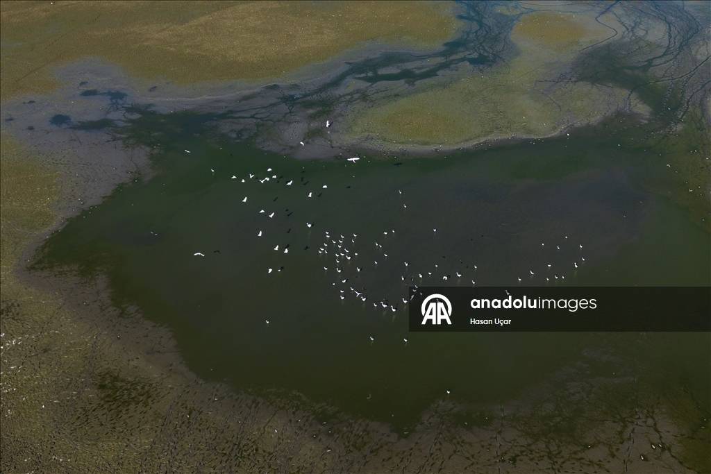 Kuraklığın etkisi artıyor! En büyük tatlı su gölü için alarm verildi: Su seviyesi düştü, balıklar telef oldu 6